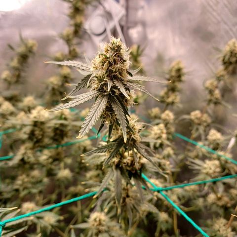 Super Lemon Pan growlog timeline photo