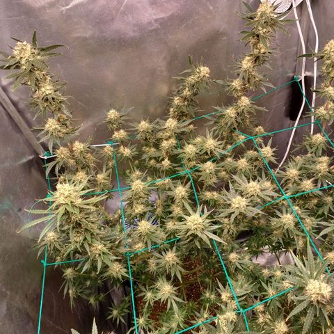 Mazine lemon haze growlog timeline photo