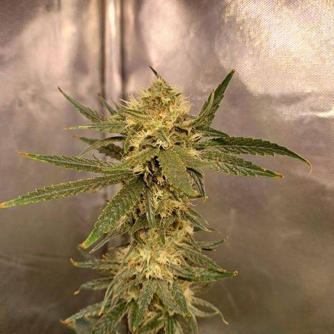 Mazine lemon haze growlog timeline photo