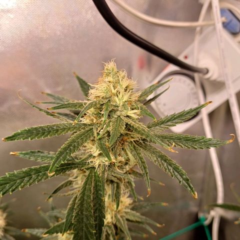 Mazine lemon haze growlog timeline photo