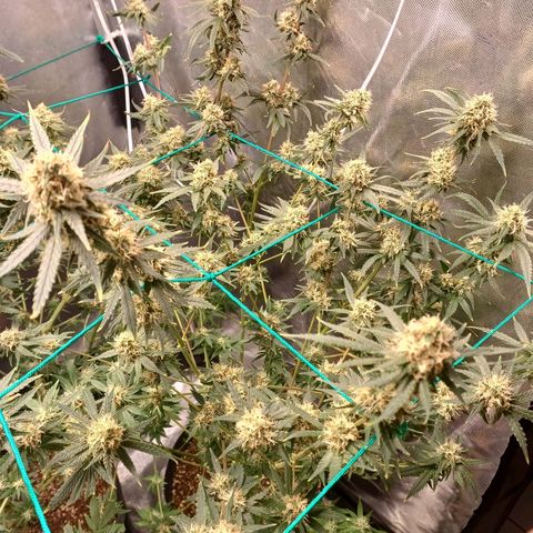 Super Lemon Pan growlog timeline photo