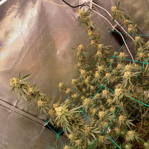 Mazine lemon haze growlog timeline photo