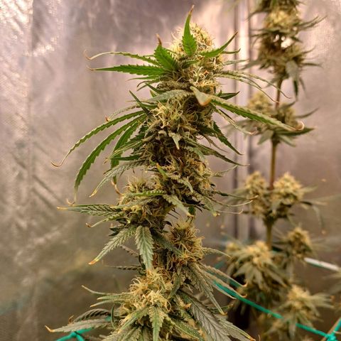 Mazine lemon haze growlog timeline photo