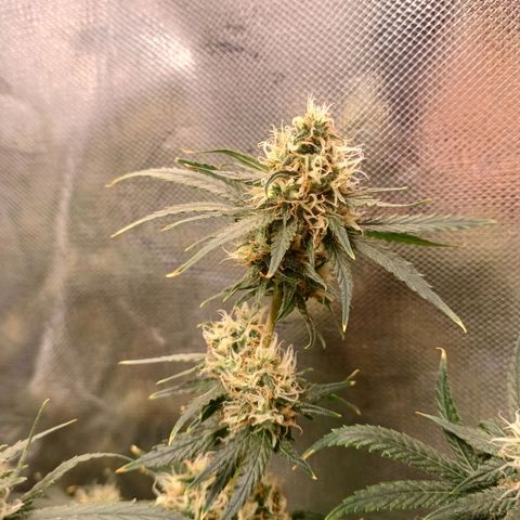 Super Lemon Pan growlog timeline photo