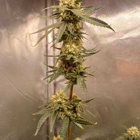 Mazine lemon haze growlog timeline photo