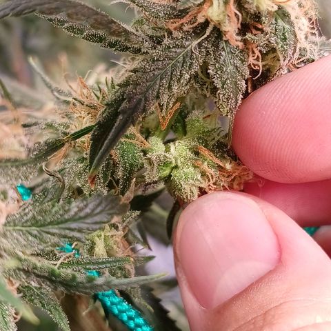 Mazine lemon haze growlog photo: Os tricomas estão muito transparentes ainda (vi com microscópio) 