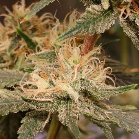 Mazine lemon haze growlog photo: Os tricomas estão muito transparentes ainda (vi com microscópio) 