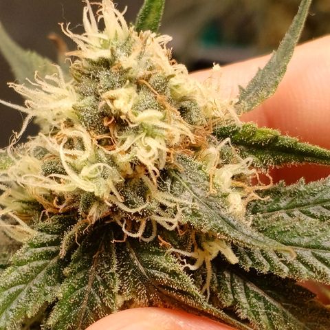 Mazine lemon haze growlog photo: Os tricomas estão muito transparentes ainda (vi com microscópio) 