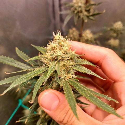 Mazine lemon haze growlog timeline photo