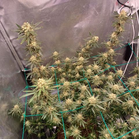 Mazine lemon haze growlog timeline photo