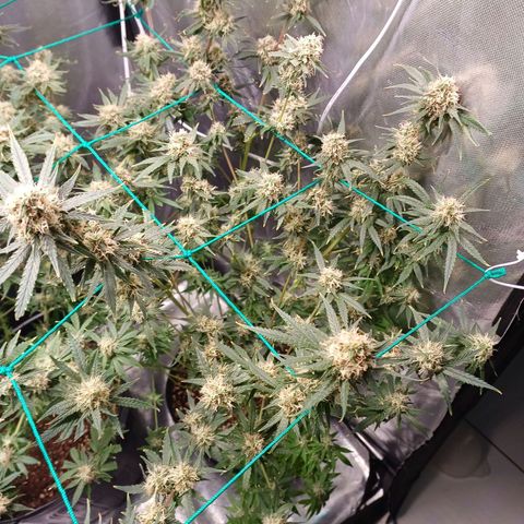 Super Lemon Pan growlog timeline photo