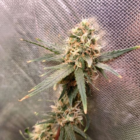 Super Lemon Pan growlog timeline photo