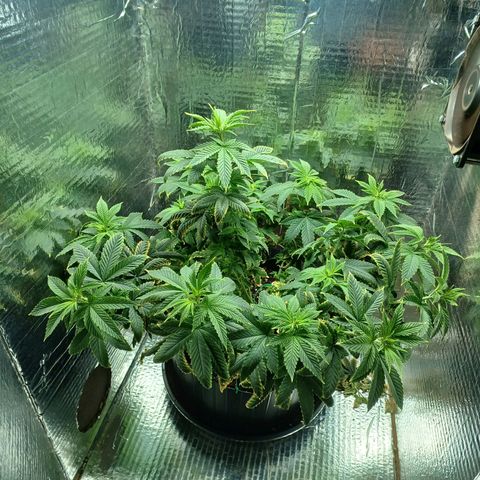 Branquinho 47 growlog photo: Mais um lst
