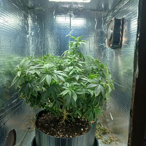 Branquinho 47 growlog photo: Morrendo de sede coitada 