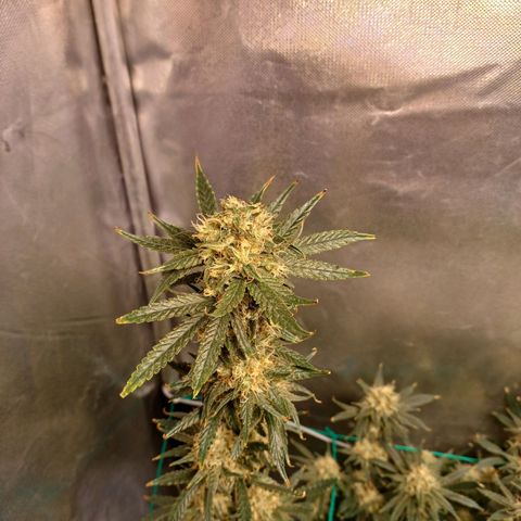 Mazine lemon haze growlog photo: Os bud gordo 