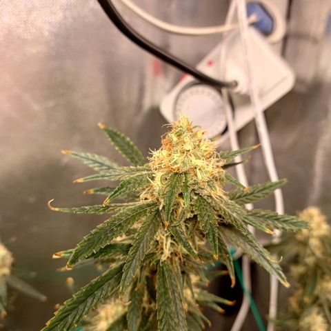 Mazine lemon haze growlog photo: Os bud gordo 