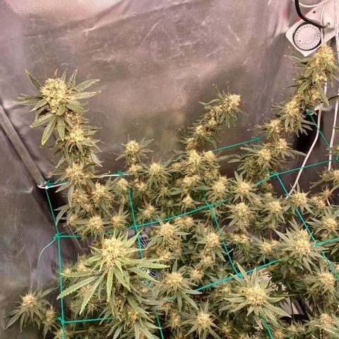 Mazine lemon haze growlog photo: Os bud gordo 
