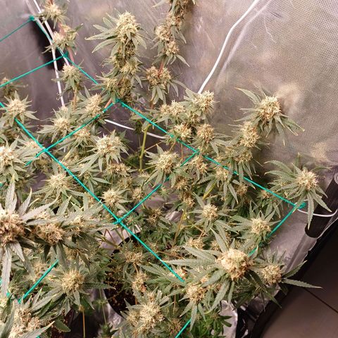 Super Lemon Pan growlog timeline photo