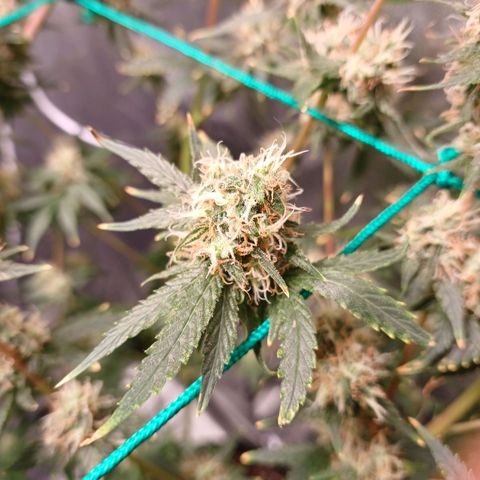 Super Lemon Pan growlog timeline photo