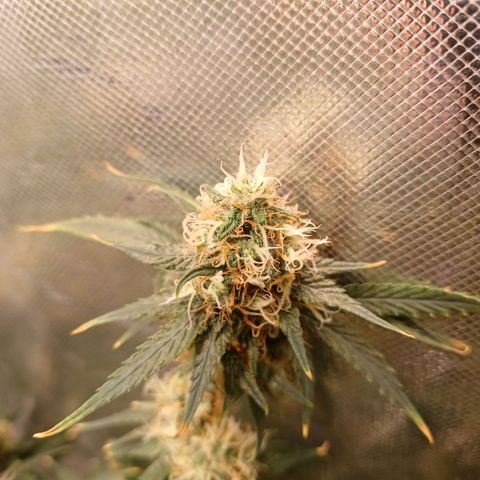 Super Lemon Pan growlog timeline photo