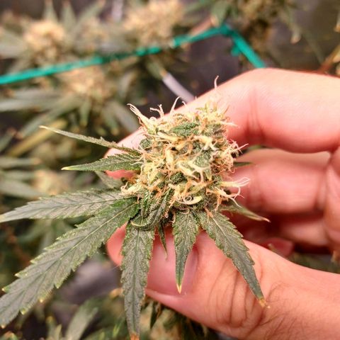 Super Lemon Pan growlog timeline photo