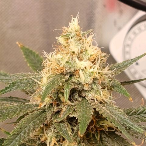 Mazine lemon haze growlog timeline photo