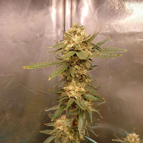 Mazine lemon haze growlog timeline photo