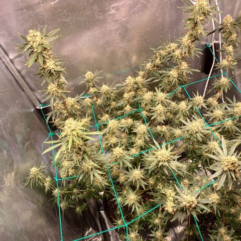 Mazine lemon haze growlog timeline photo