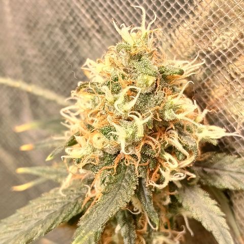 Super Lemon Pan growlog photo: Tenho a impressão de que os tricomas dessa aqui não estão aparecendo 