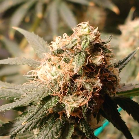 Super Lemon Pan growlog photo: Tenho a impressão de que os tricomas dessa aqui não estão aparecendo 