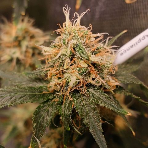 Super Lemon Pan growlog photo: Tenho a impressão de que os tricomas dessa aqui não estão aparecendo 