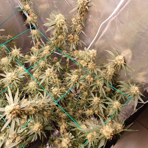 Super Lemon Pan growlog photo: Tenho a impressão de que os tricomas dessa aqui não estão aparecendo 