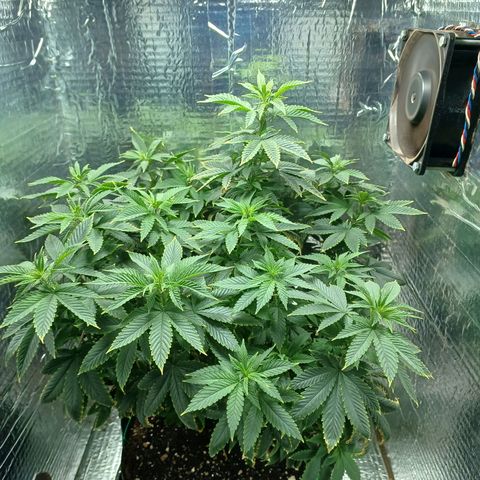 Branquinho 47 growlog photo: Estufa improvisada está começando a ficar apertada 