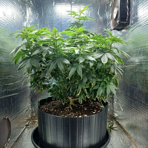 Branquinho 47 growlog photo: Estufa improvisada está começando a ficar apertada 