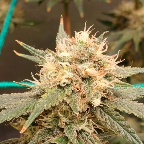 Mazine lemon haze growlog timeline photo