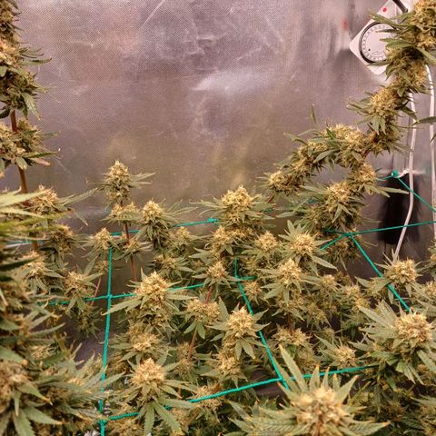 Mazine lemon haze growlog photo: As temperaturas baixas deixaram umas pontas roxas nas flores e folhas 
