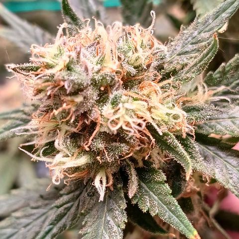 Mazine lemon haze growlog photo: As temperaturas baixas deixaram umas pontas roxas nas flores e folhas 