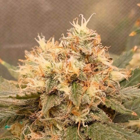 Mazine lemon haze growlog photo: As temperaturas baixas deixaram umas pontas roxas nas flores e folhas 