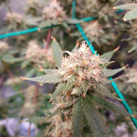 Mazine lemon haze growlog photo: As temperaturas baixas deixaram umas pontas roxas nas flores e folhas 