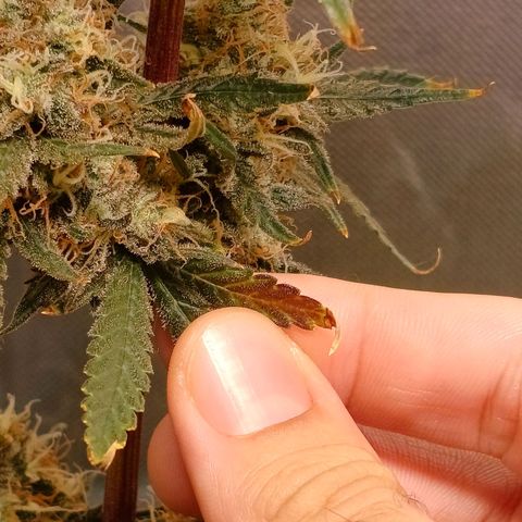 Mazine lemon haze growlog photo: As temperaturas baixas deixaram umas pontas roxas nas flores e folhas 