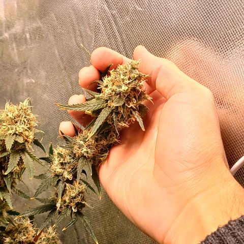 Super Lemon Pan growlog timeline photo