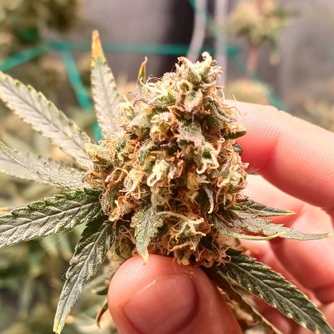 Super Lemon Pan growlog timeline photo