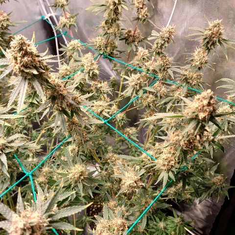 Super Lemon Pan growlog timeline photo