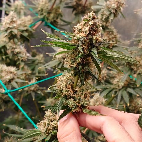 Super Lemon Pan growlog timeline photo