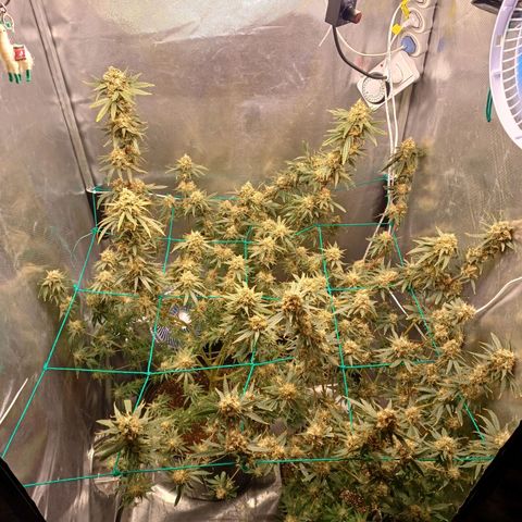 Mazine lemon haze growlog photo: Chegou o dia da colheita!! 