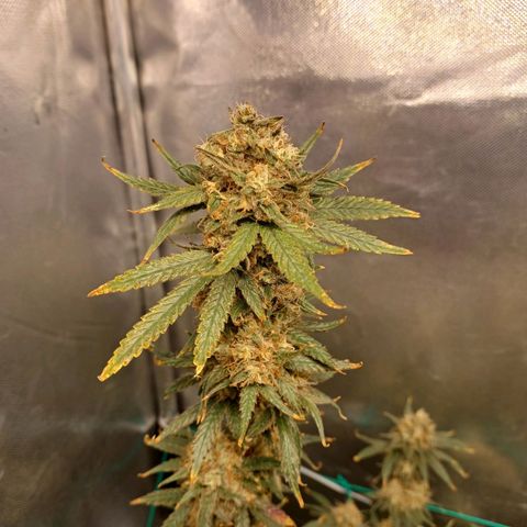 Mazine lemon haze growlog photo: Pipoquinhas já amadureceram 