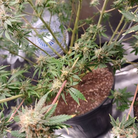 Mazine lemon haze growlog photo: Pipoquinhas já amadureceram 