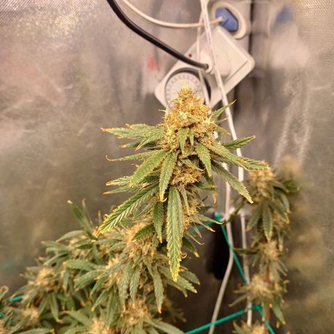 Mazine lemon haze growlog photo: Pipoquinhas já amadureceram 
