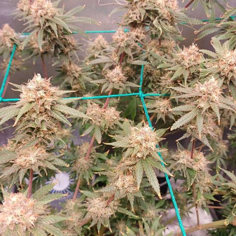Mazine lemon haze growlog photo: Pipoquinhas já amadureceram 
