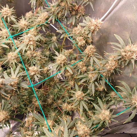 Super Lemon Pan growlog photo: Os buds estão menores que a irmã dela, mas o cheio está muito mais forte 